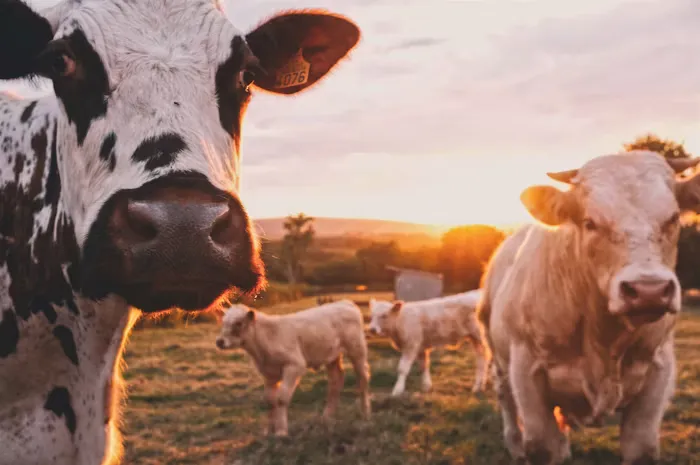 Dairy cattle farm