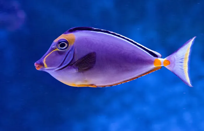 Fish in aquaculture water
