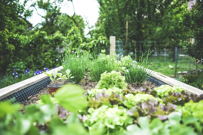 Fresh organic vegetables