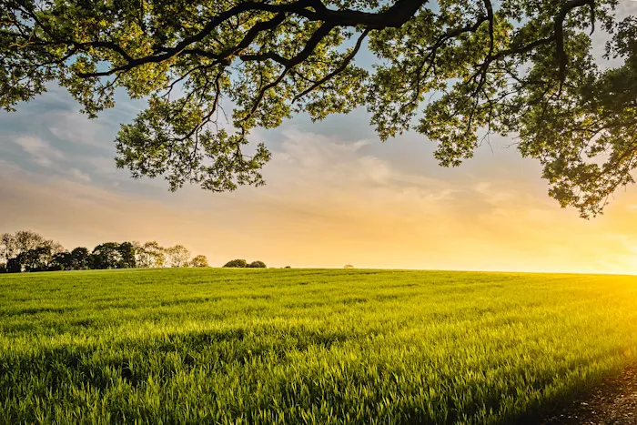 Agricultural field