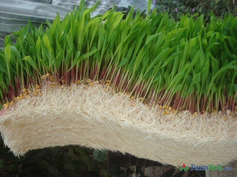 Hydroponic Fodder Project