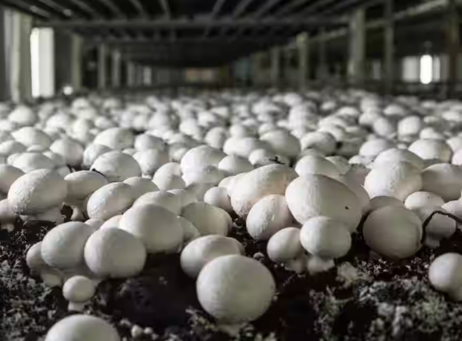 Mushroom Farming 
