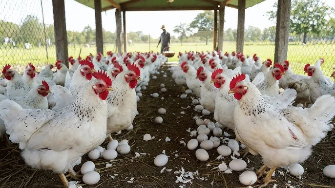 Poultry Farming