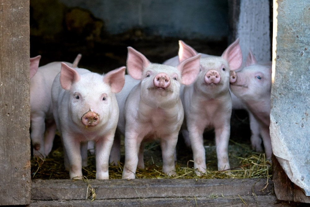 Pig Farming Project