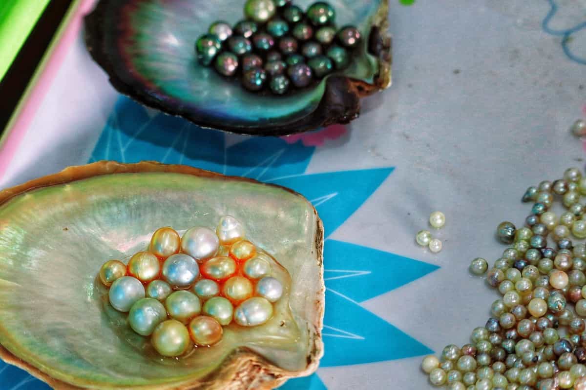 Pearl Farming project
