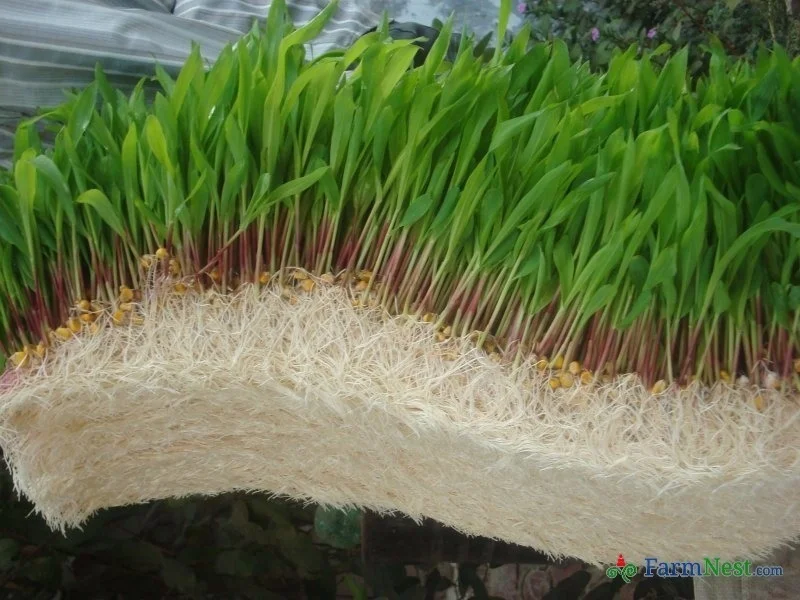 Hydroponic Fodder Project