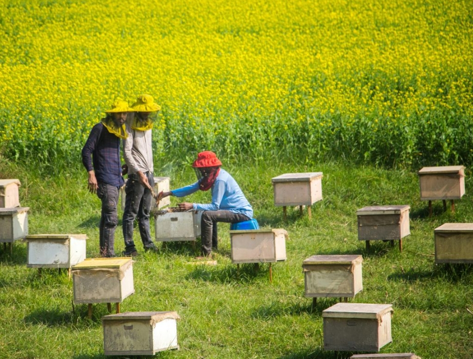 Beekeeping farming 