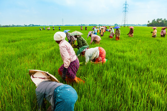 Integrated Agriculture Projects