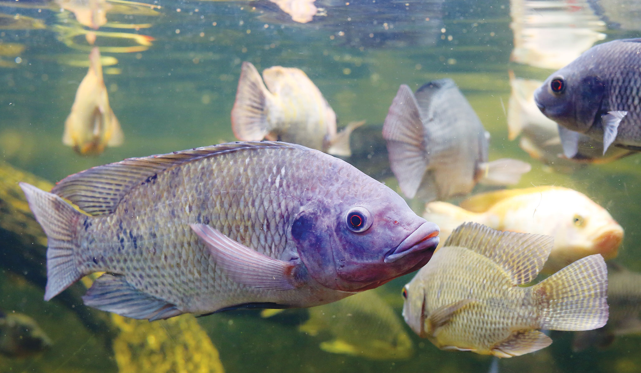 Fish Farming