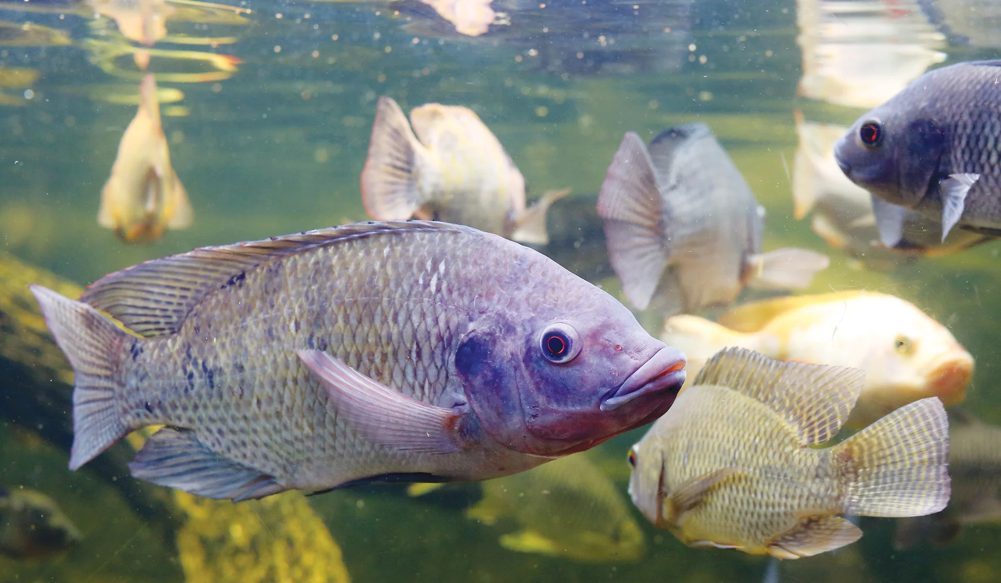 Fish Farming