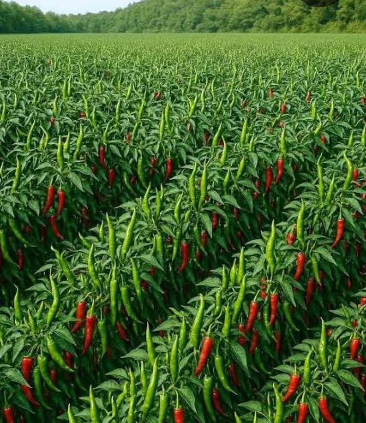 Spice farming 