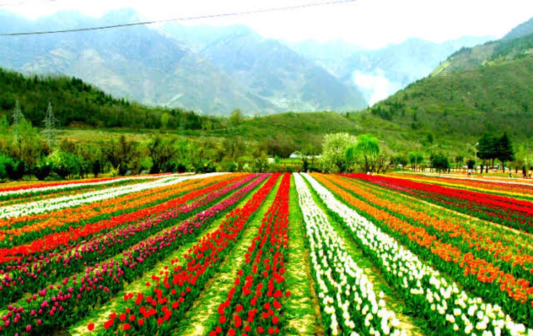 Flori Culture Farming 