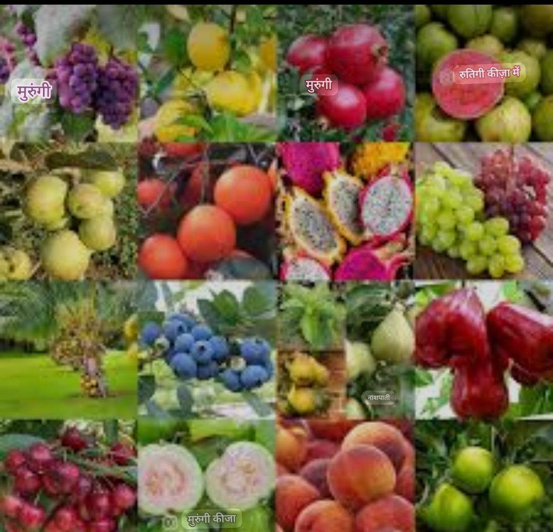 Fruit Farming 